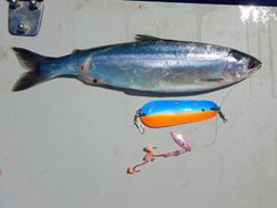 Chelan-Kokanee-with-small-blade-and-spinner