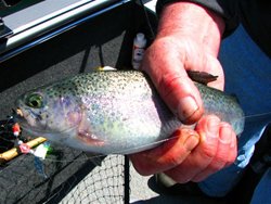 Fish Lake Trout with High Lakes Special