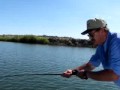 Fighting Bass At Evergreen Reservoir