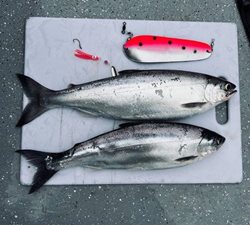 Chelan-13-and-15-inch-Kokanee-11-39-23