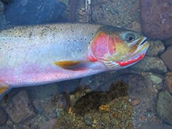 CDA Cutthroat Close Up web