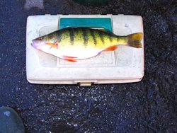 Moses Lake Whopper Perch