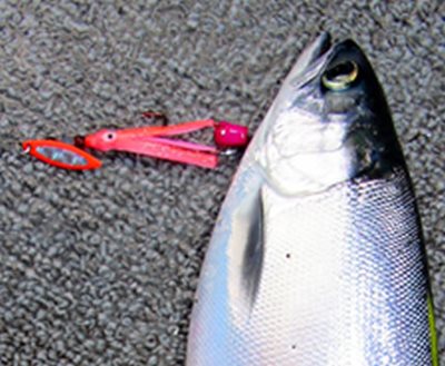 Kokabow Offers Squid Option