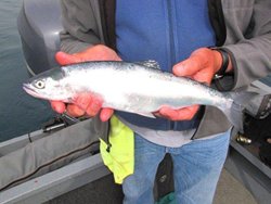 Chelan Kokanee