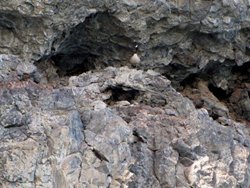 Coffee Pot Goose 2 web