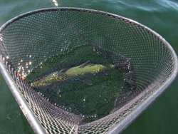 Coffee Pot 20 incher web