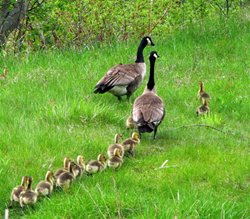 Curlew Lake Geese