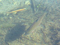 Rocky Ford Trout and Sucker