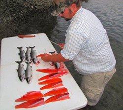 Brewster Jerrod Filleting Catch web