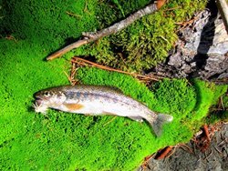 Icicle Elk Hair Caddis