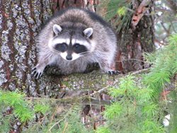 Fish Lake Racoon 1