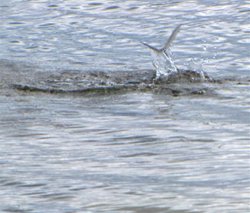 Belize Bonefish Tail