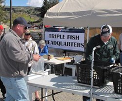 Triple Fish Lou Nevismal