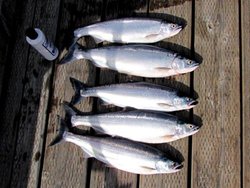 Chelan Kokanee Catch