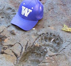 White River Bear Tracks