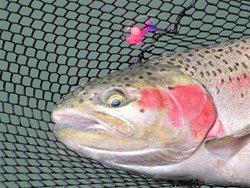 Pateros Rollie's Fish