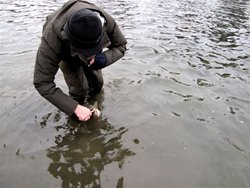 Wenatchee Rollie Release 2