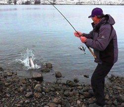 Rufus Bank Triploid Dec 2012d