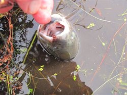 Rocky Ford 25-incher