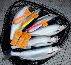 L-Roos-Catch-with-Kokabow-Prod-2