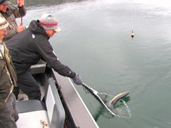 Pateros Netting Wild fish