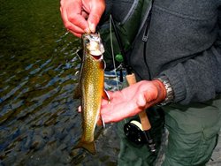 Kettle River Brookie