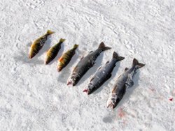 Fish Lake Feb. Catch