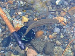 Entiat Rainbow Underwater 2