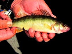 Fish Lake Perch