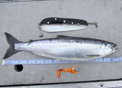 Chelan-Kokabow-Blade-and-Squid-Best