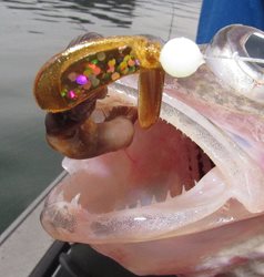 Banks-Butterfly-Gold-Close