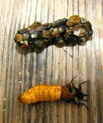 Fish Lake Periwinkle