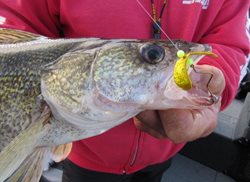 Potholes-Butterfly-Blade