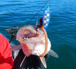 Kokabow-Blue-Close-Up