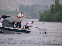 Chelan Falls Net Job