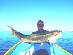 Loreto-Me-Yellowtail-web