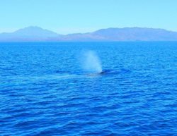 Loreto-Whale-web-1