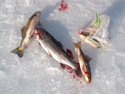 Fish Lake Ice Mixed Bag