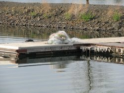 Big Wally's Gill Net