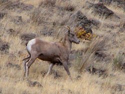 Yakima River Bighorns 2