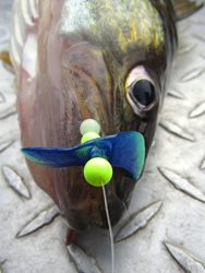 Bigs-Butterfly-Blade-Close