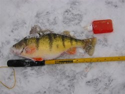 Moses Lake 13-Inch Perch
