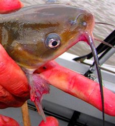 Walla Walla Catfish Sticker