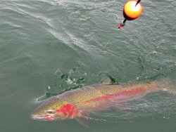 B-Port E's Fish Best