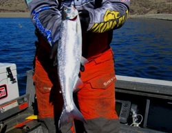 L-Roosevelt-18-inch-kokanee